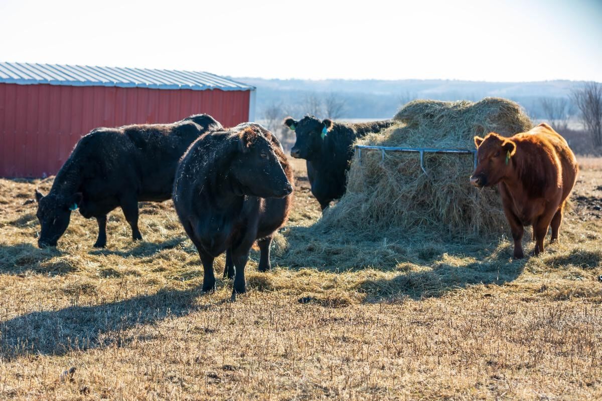 Management Tips for Fall Calving Herds, Watching for Sulfur Issues in Calves, Herd Management Update